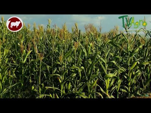 Guía para Comprar Semillas Ecológicas en San José del Valle