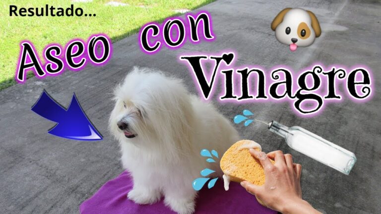 Gu&iacute;a de compra de productos para el cuidado de mascotas en Espera