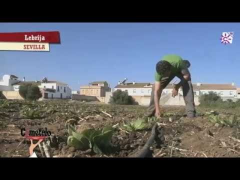 Descubre los Mercados Ecol&oacute;gicos en Lebrija