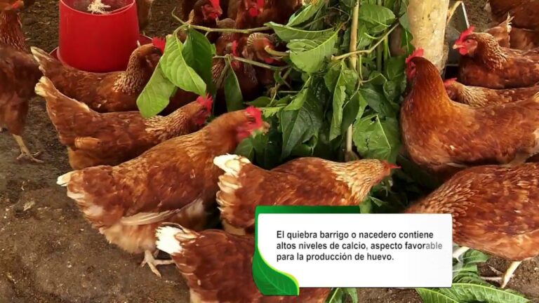 Guía para Comprar Alimentos Ecológicos en Lebrija